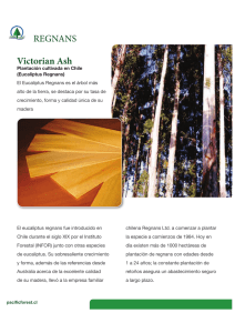 Regnans - Wood Export Chile