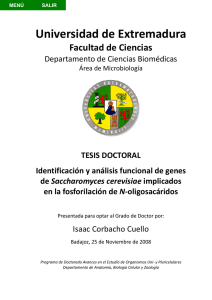 en saccharomyces cerevisiae - Universidad de Extremadura