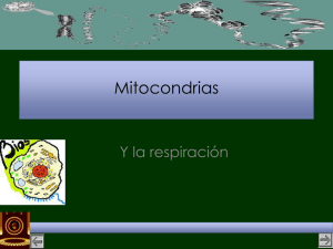 IIIb-Mitocondrias
