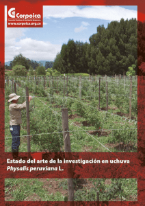 Estado del arte de la investigación en uchuva Physalis peruviana L