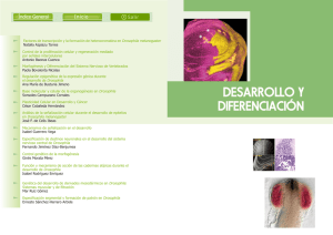 Desarrollo y Diferenciación - Universidad Autónoma de Madrid
