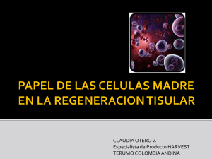 papel de las celulas madre en la regeneracion de tejidos