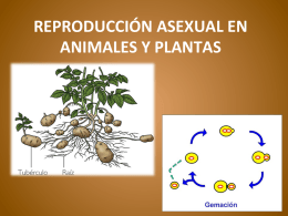 Reproducción Asexual En Plantas