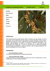 Eucalyptus camaldulensis Dehnh Eucalipto negro1 Red gum