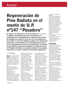 Regeneración de Pino Radiata en el monte de U.P. nº147 “Posadero”