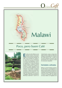 Origen del Café: Malawi - Fórum Cultural del Café