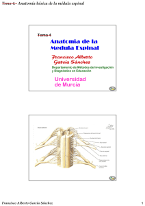 Anatomía de la Medula Espinal Universidad de Murcia