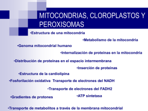 Mitocondrias, cloroplastos y otros plástidios Archivo