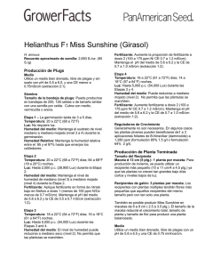 Helianthus F1 Miss Sunshine (Girasol)