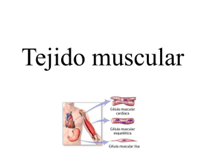 Clase Tejido muscular.