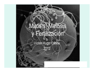 Mitosis meiosisy fertilización