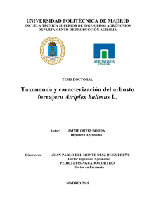 Taxonomía y caracterización del arbusto forrajero Atriplex halimus L.