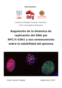Regulación de la dinámica de replicación del DNA por
