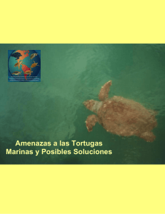 Amenazas a las Tortugas Marinas y Posibles Soluciones ()