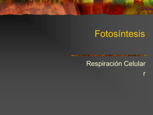 Fotosintesis_y_respiracion_celular