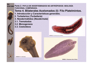 Tema 4. Bilaterales Acelomados (I): Filo Platelmintos.