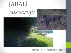 JABALÍ Sus scrofa