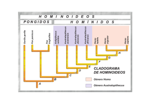 CLADOGRAMA DE HOMINOIDEOS