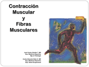contracción muscular y fibras musculares