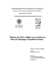 “Efecto de CaCl2 y MgCl2 en el cultivo in Vitro de Plantago