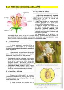 5. la reproduccion de las plantas