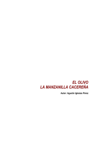 "El olivo. La manzanilla cacereña".
