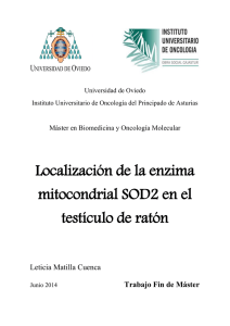 Localización de la enzima mitocondrial SOD2 en el testículo de ratón