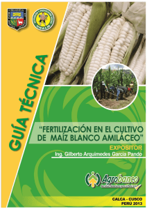 fertilización en el cultivo de maíz blanco