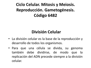 Mitosis-Meiosis-Gametogénesis Archivo