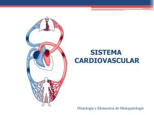 Clase Sistema Cardiovascular documento PDF