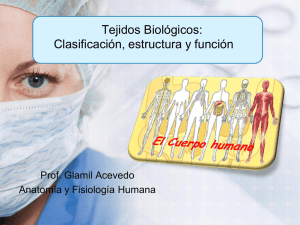 Tejidos Biológicos: Clasificación, estructura y función