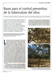 Bases para el control preventivo de la tuberculosis del olivo