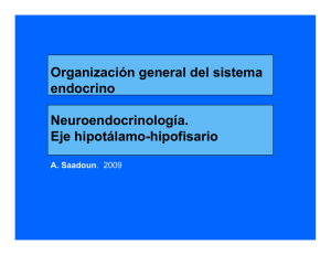 Organización general del sistema g g endocrino