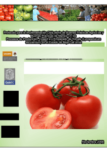 Protocolo de Tomate