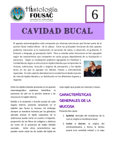 Cavidad Bucal - Apoyo para la Fac. de Odontología – USAC