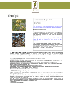 1.-NOMBRE CIENTIFICO: Eucalyptus glóbulos. 3.