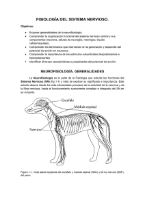 FISIOLOGÍA DEL SISTEMA NERVIOSO.