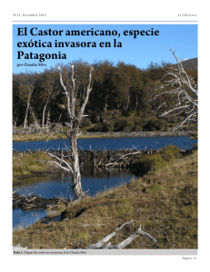 El Castor americano, especie exótica invasora en la Patagonia