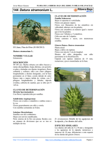 144.Datura stramonium - Comarca Ribera Baja del Ebro