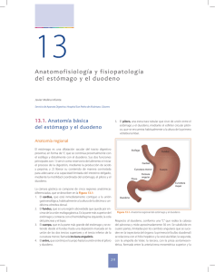 Anatomofisiología y fisiopatología del estómago y el