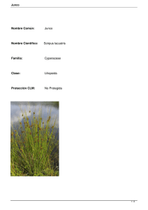 Nombre Común: Junco Nombre Científico: Scirpus lacustris Familia