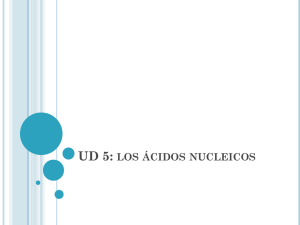 UD 5: los ácidos nucleicos