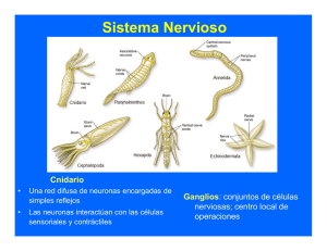 AB Sistema nervioso