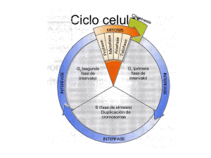 Ciclo celular- mitosis