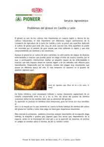 Servicio Agronómico Problemas del girasol en Castilla y