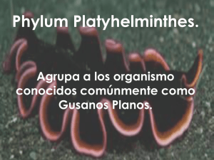 Phyllum Platyhelminthes Archivo
