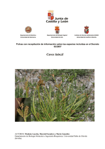 Carex lainzii