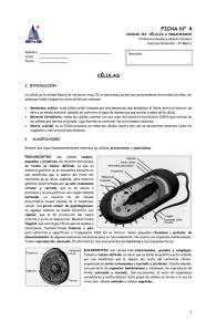 Ficha 4 – Células - Colegio Monte de Asís