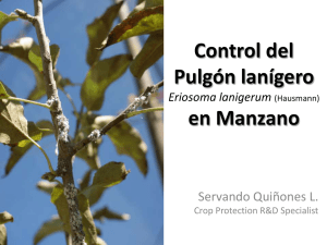 Control del Pulgón lanígero en Manzano
