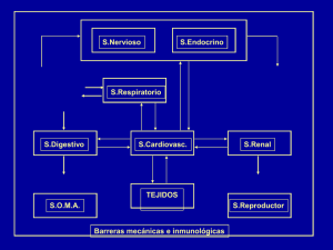 Linfocitos (B y T)